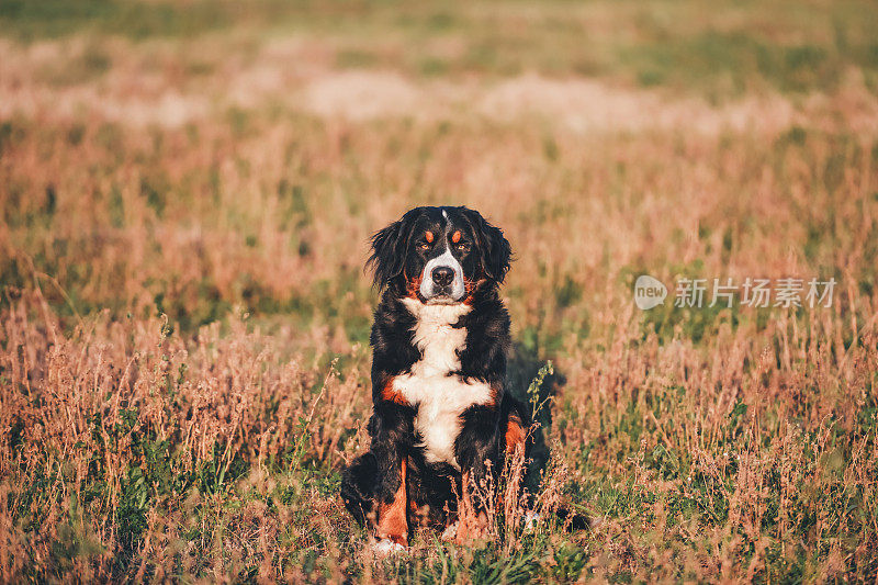 伯尔尼兹山犬