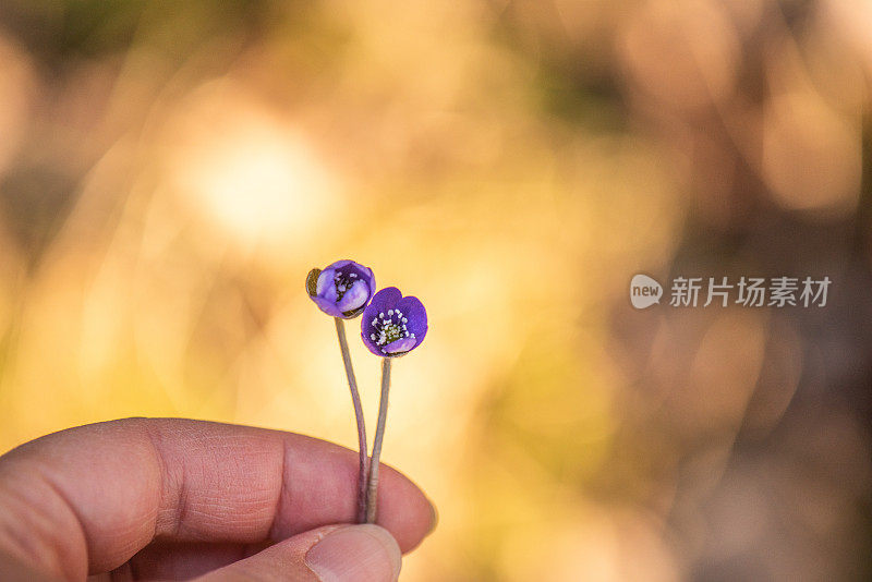 植物在手里