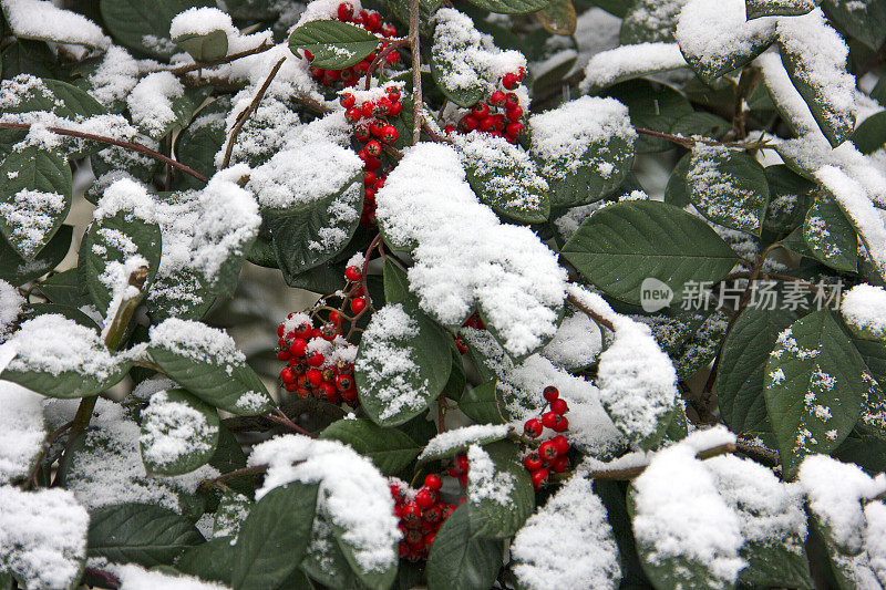 雪覆盖的树