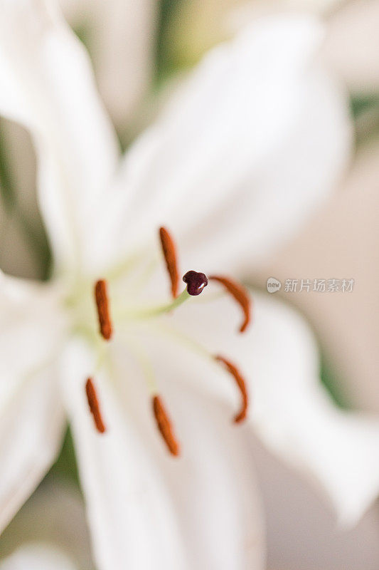 这是一张白色复活节百合“雌蕊”的近景照片，背景为中性，配以鲜花，为2021年简单舒适的情人节做准备