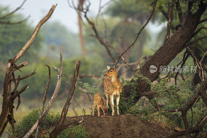 斑点鹿或Chital或Cheetal或轴轴与她的小鹿在风景优美多彩的风景keoladeo国家公园或bharatpur鸟类保护区印度拉贾斯坦邦