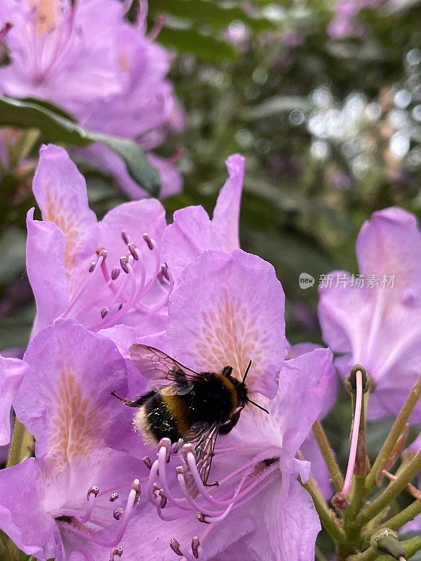 杜鹃花和大黄蜂