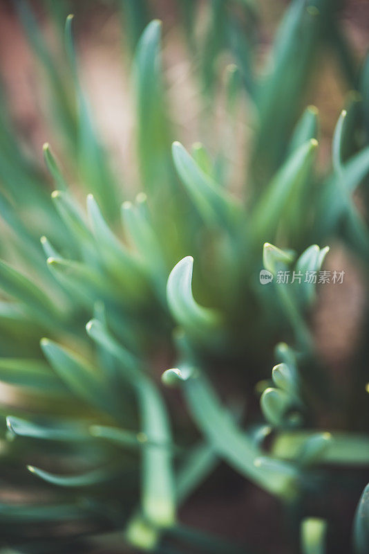 植物与花:水仙叶