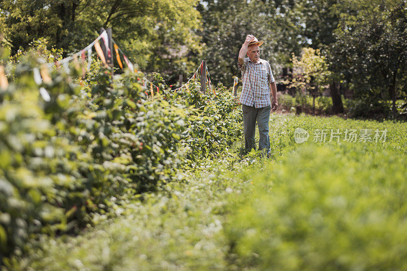 老农夫在他的黑莓地里散步