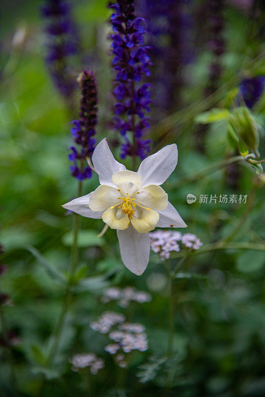 耧斗菜野花