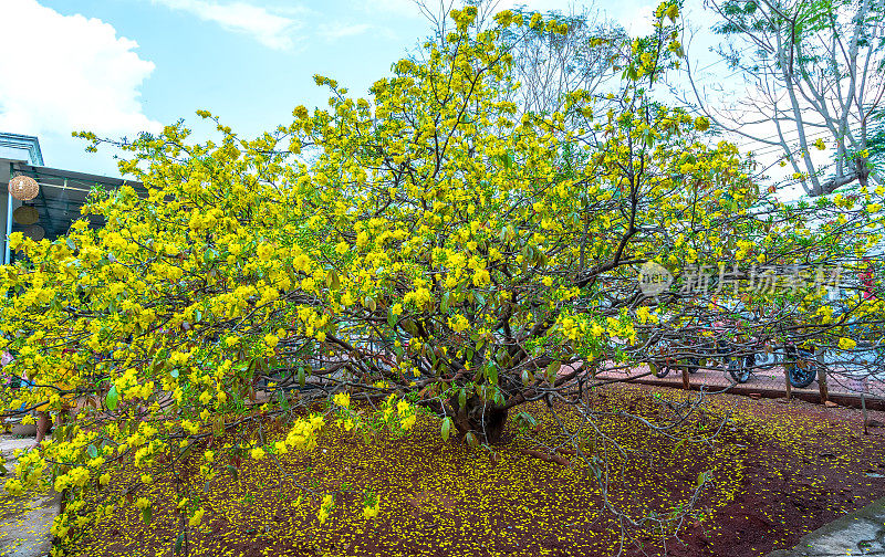 杏树花开花早阳光在农村。