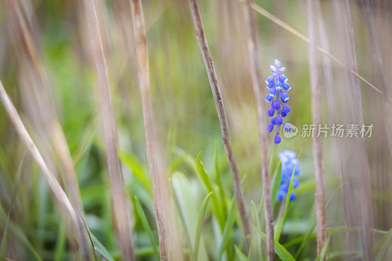 紫花植物野外特写