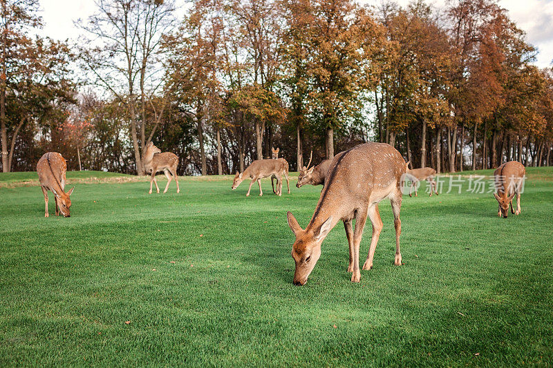 一群斑纹鹿，幼鹿和成年鹿，在国家公园的草地上吃草