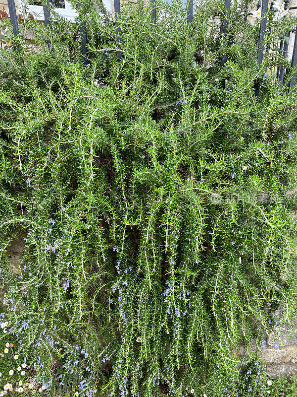 巨大的迷迭香植物(迷迭香“Prostratus”)悬挂在墙上，蔓生的迷迭香灌木生长在草本园，聚焦前景