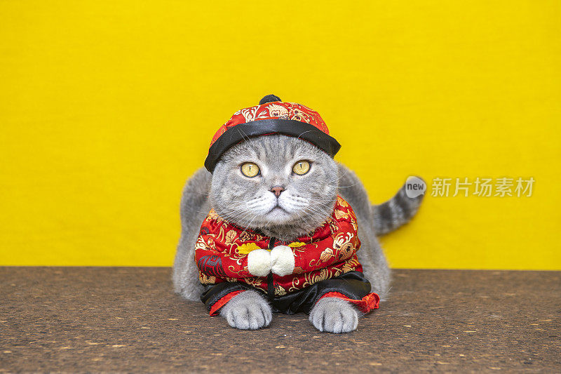 穿着中式服装的英国短毛猫
