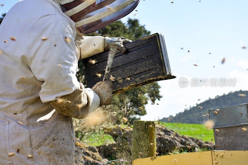 养蜂人在清理蜂箱的同时清空蜜蜂喂食箱