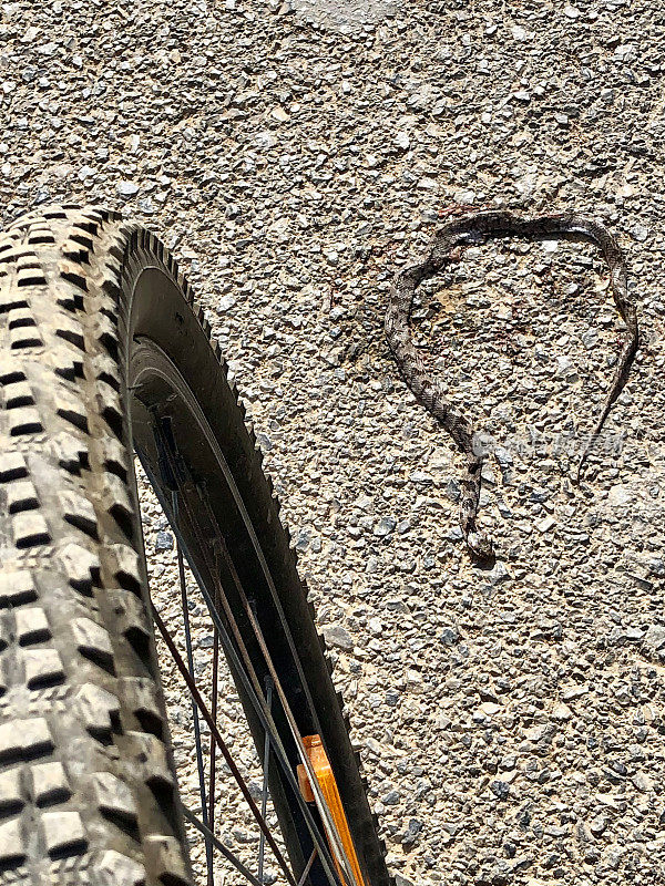 死鬼子和自行车轮子在乡村道路上