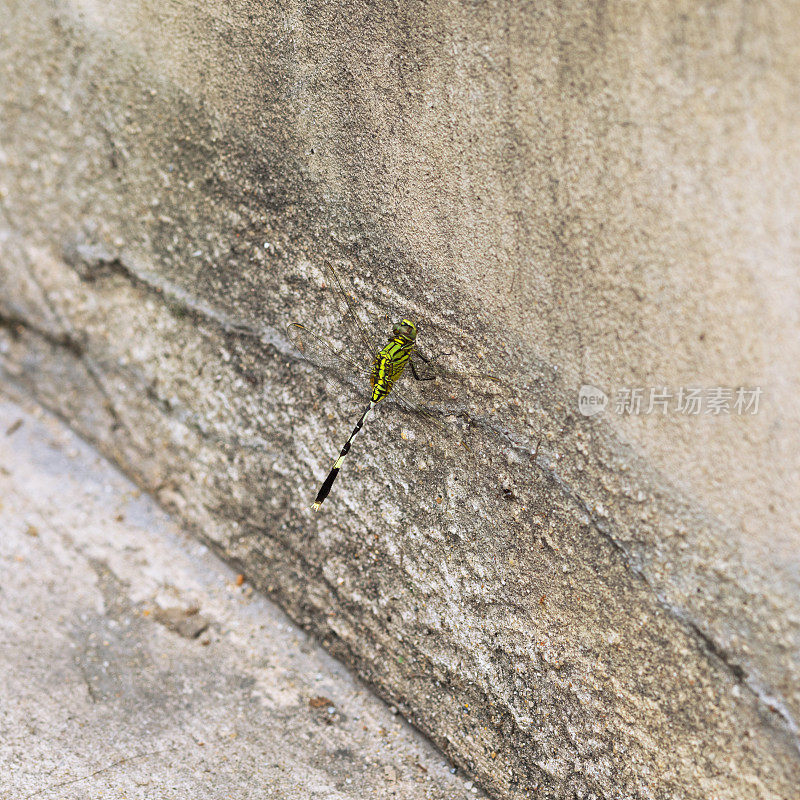 绿色的泰国蜻蜓