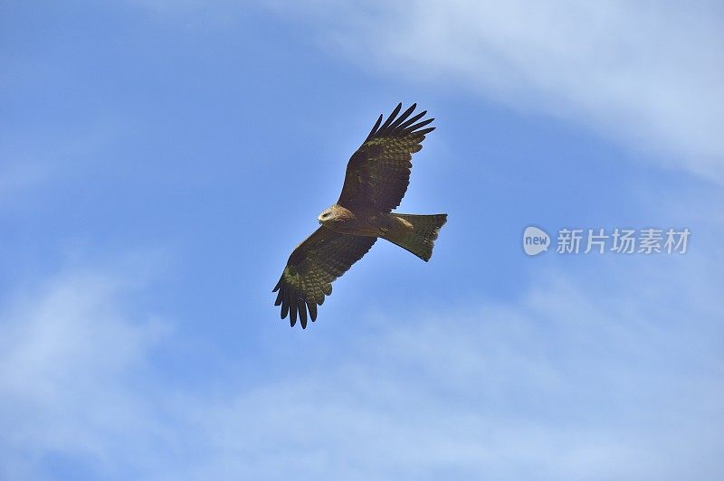 草原上的飞鹰