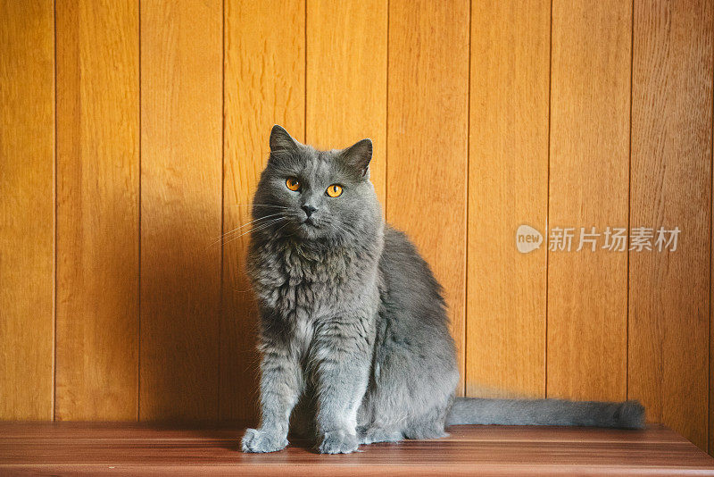 五岁可爱的小猫