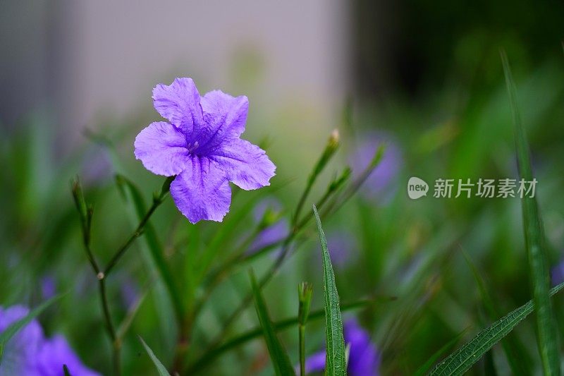 布里顿野生矮牵牛花植物美丽的紫色花瓣