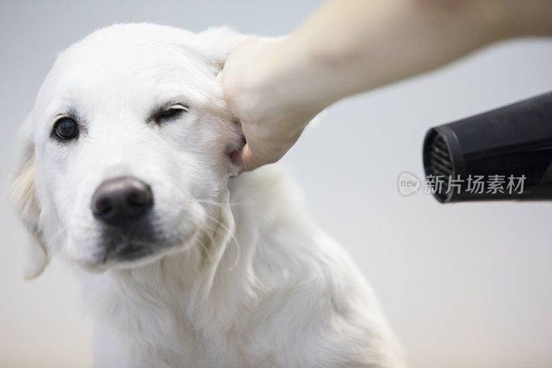 宠物美容师干燥寻回犬的头发的特写