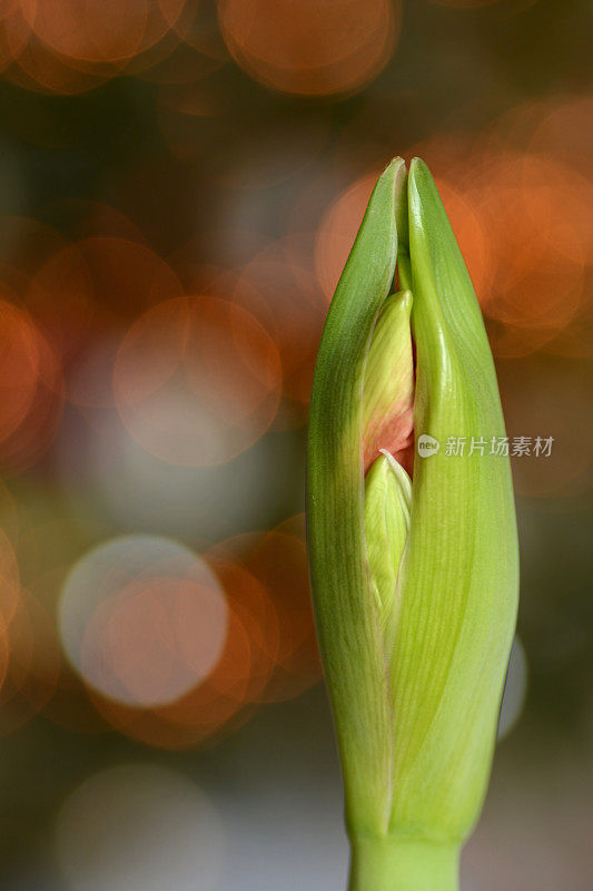 孤挺花芽。