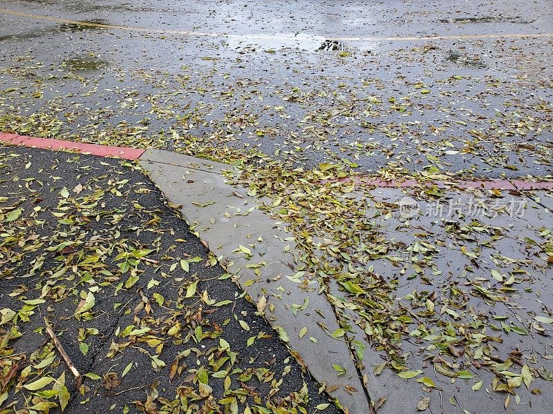 雨后人行道上的湿树叶