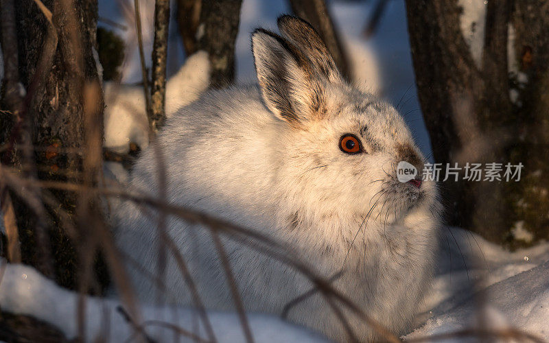 雪靴兔在寒冷的一天里晒太阳