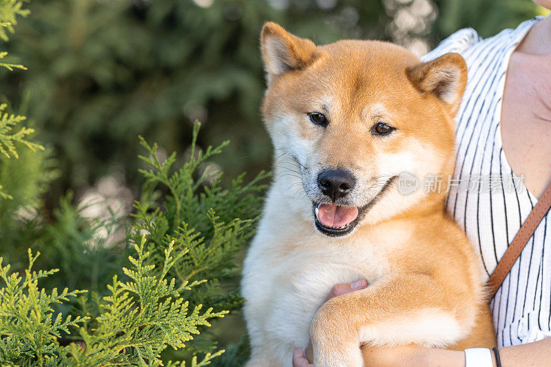 快乐的狗。微笑的柴犬，生活方式意象快乐和满足的狗户外(花园或公园)，享受生活