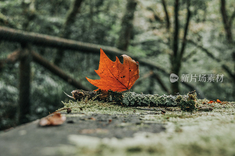 特写图片:一片掉落在潮湿森林地面上的橙色枫叶