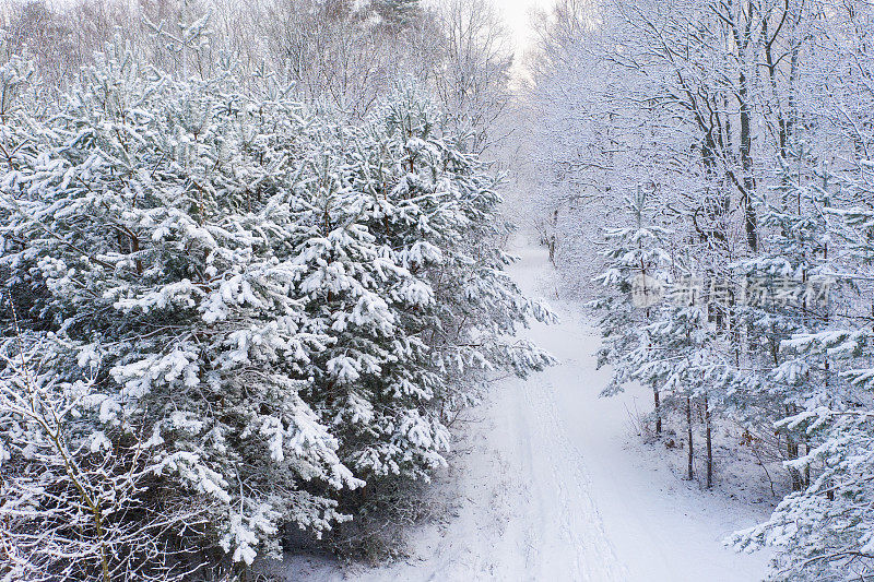 鸟瞰被冰雪覆盖的森林包围的道路。