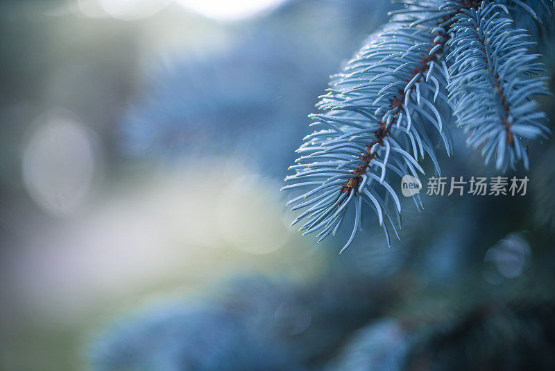 圣诞树的背景