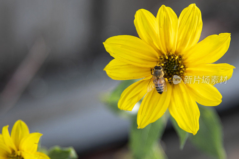 黄花和蜜蜂