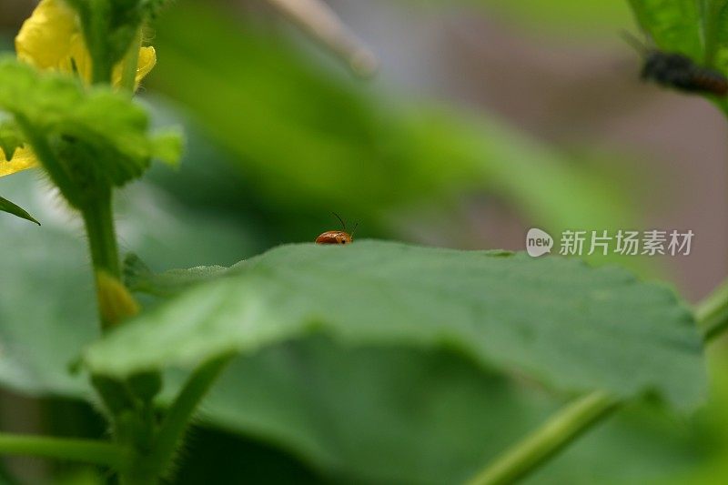 可爱的橙色南瓜甲虫藏在西葫芦藤上