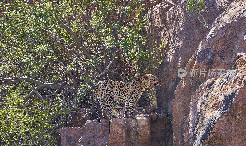 在南非美丽的兰斯堡国家公园，野生豹在夏天的巨石上