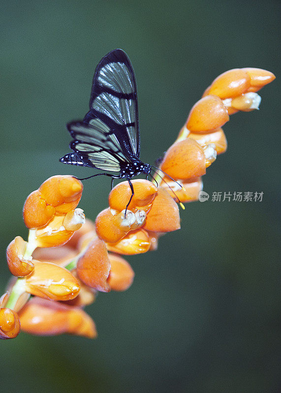 麦修恩虎翅蝶在花头上，亚马逊河，厄瓜多尔，南美洲。