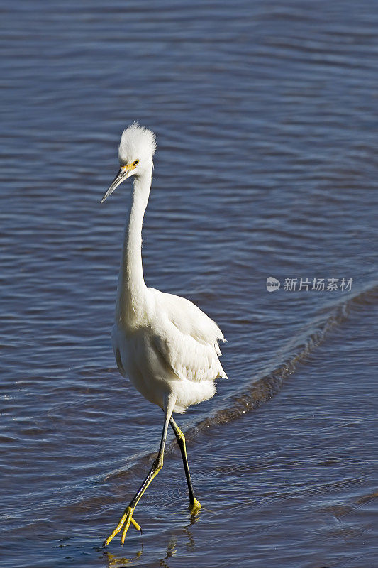 雪鹭，白鹭;酒窖湾,加利福尼亚州。Pelecaniformes。鹭鸟。展示，羽毛，繁殖羽毛。