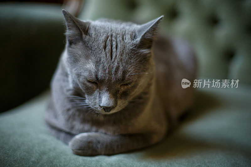 灰短毛猫躺在家里的沙发上低头看