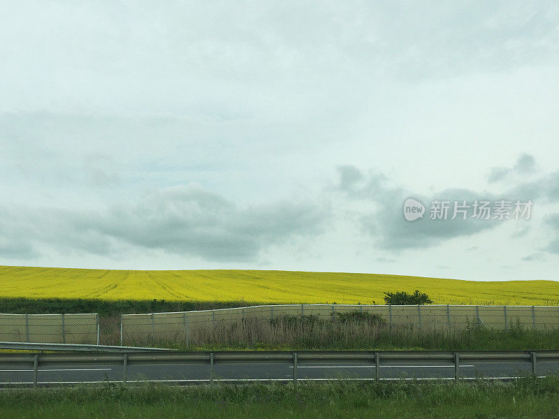 菜田与天空背景，油菜籽田