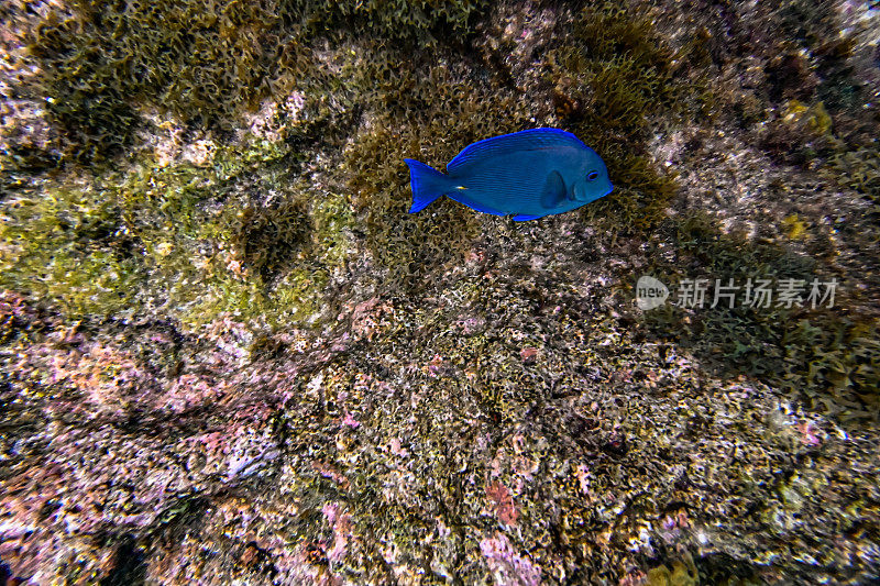 充满活力的水下珊瑚和海洋生物在海洋，加勒比海咸水海底的海洋生物