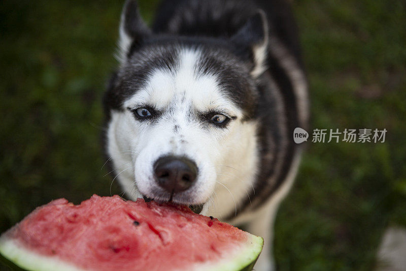狗吃西瓜