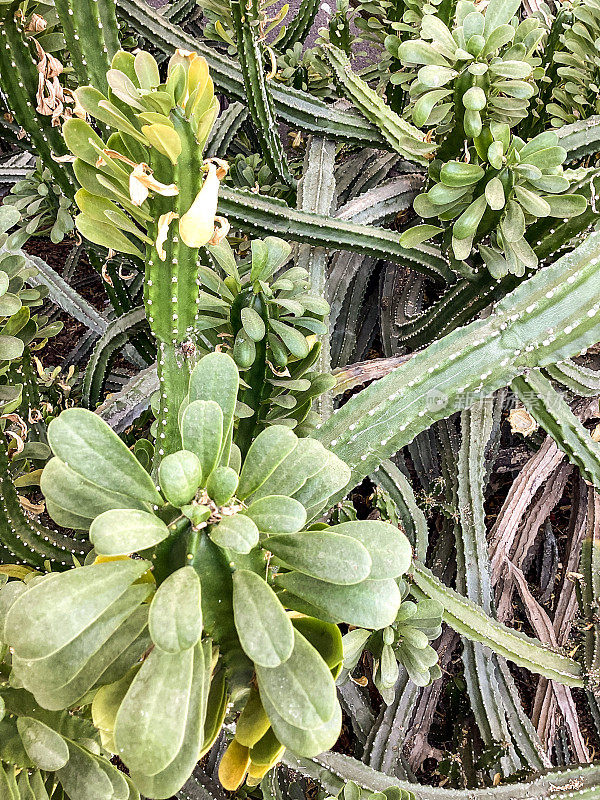 仙人掌仙人掌，亚利桑那州斯科茨代尔沙漠花园