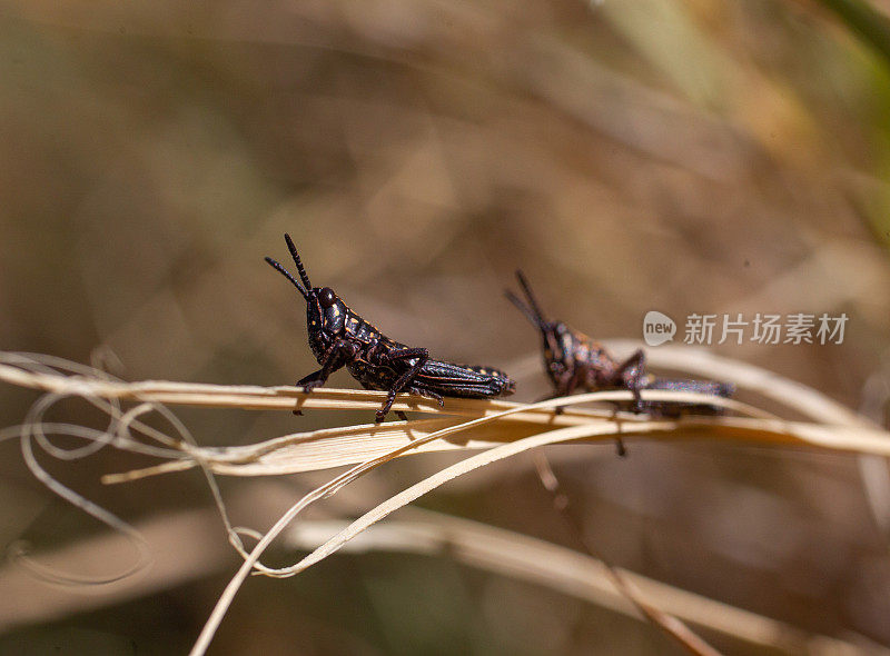 一群蝗虫的特写镜头