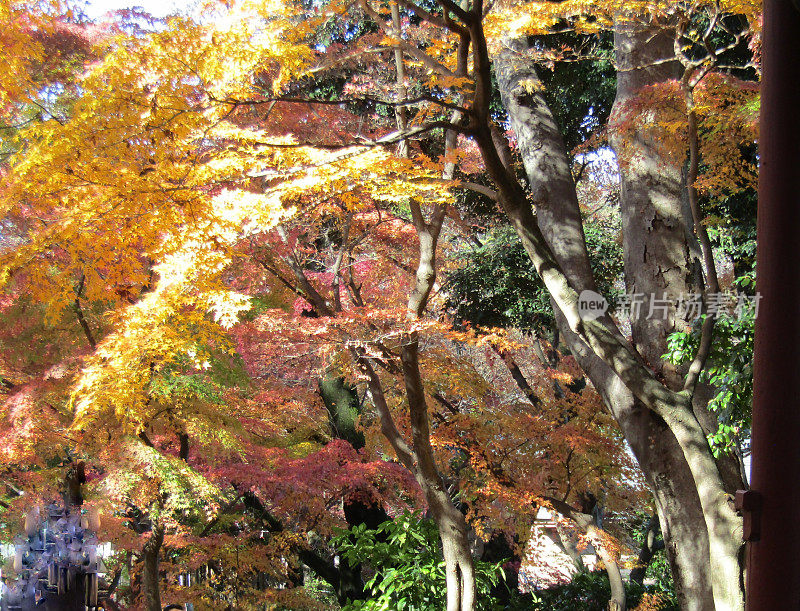 日本。11月。太阳在枫叶上玩耍。