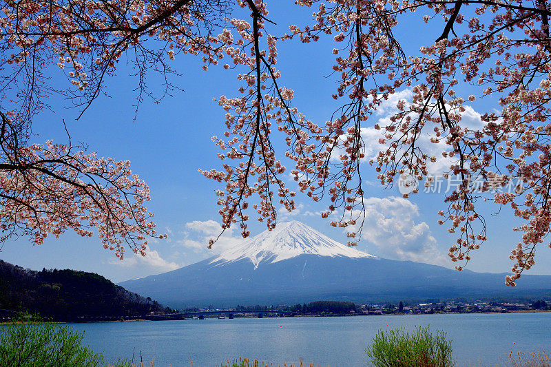 从川口湖岸边看富士山和樱花