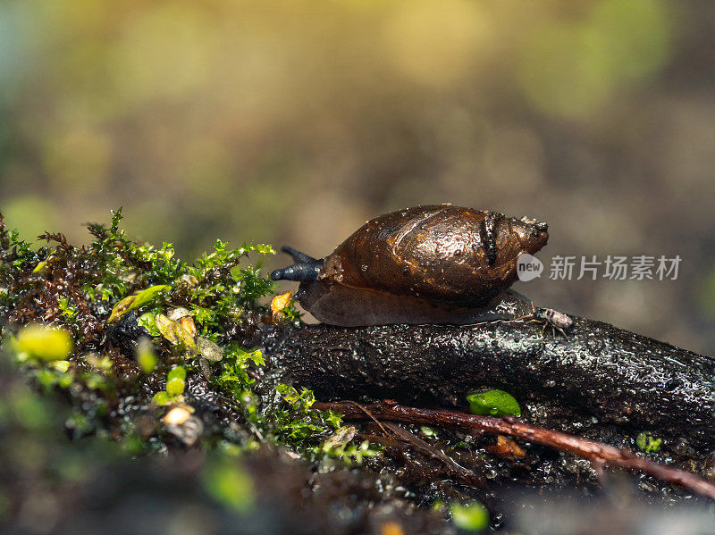 树林里的小蜗牛，特写镜头