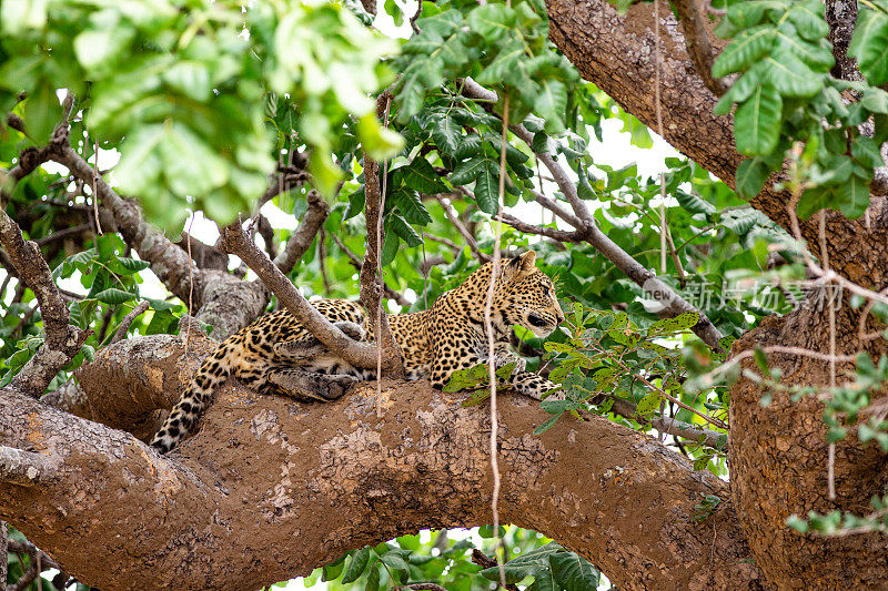雌性非洲豹休息在树枝上