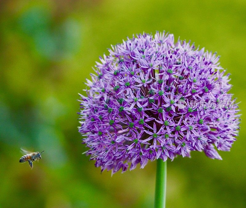葱属植物的蜜蜂