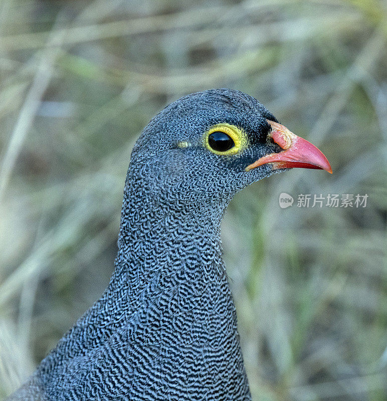 红嘴鹧鸪(Spurfowl)