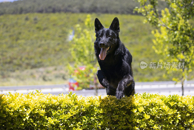 在公园里玩耍的黑色德国牧羊犬