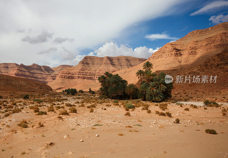 埃尔福德的旱地、沙丘和棕榈树