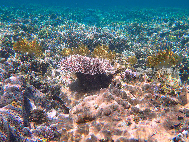 珊瑚海景