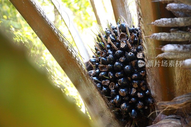 棕榈油水果的特写照片