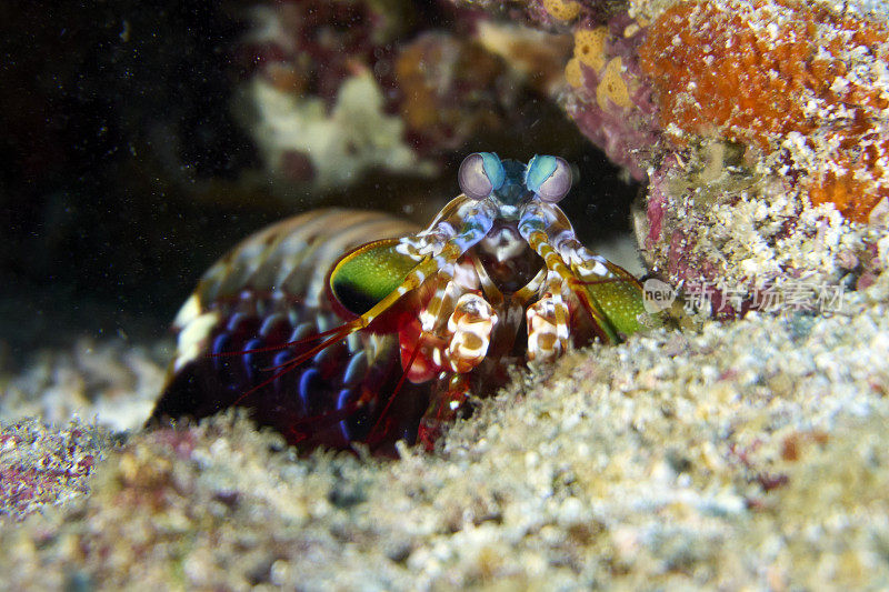 孔雀螳螂虾